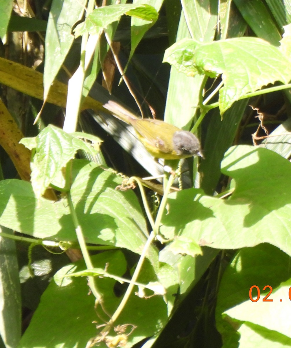 Gray-cheeked Warbler - Muralidharan S