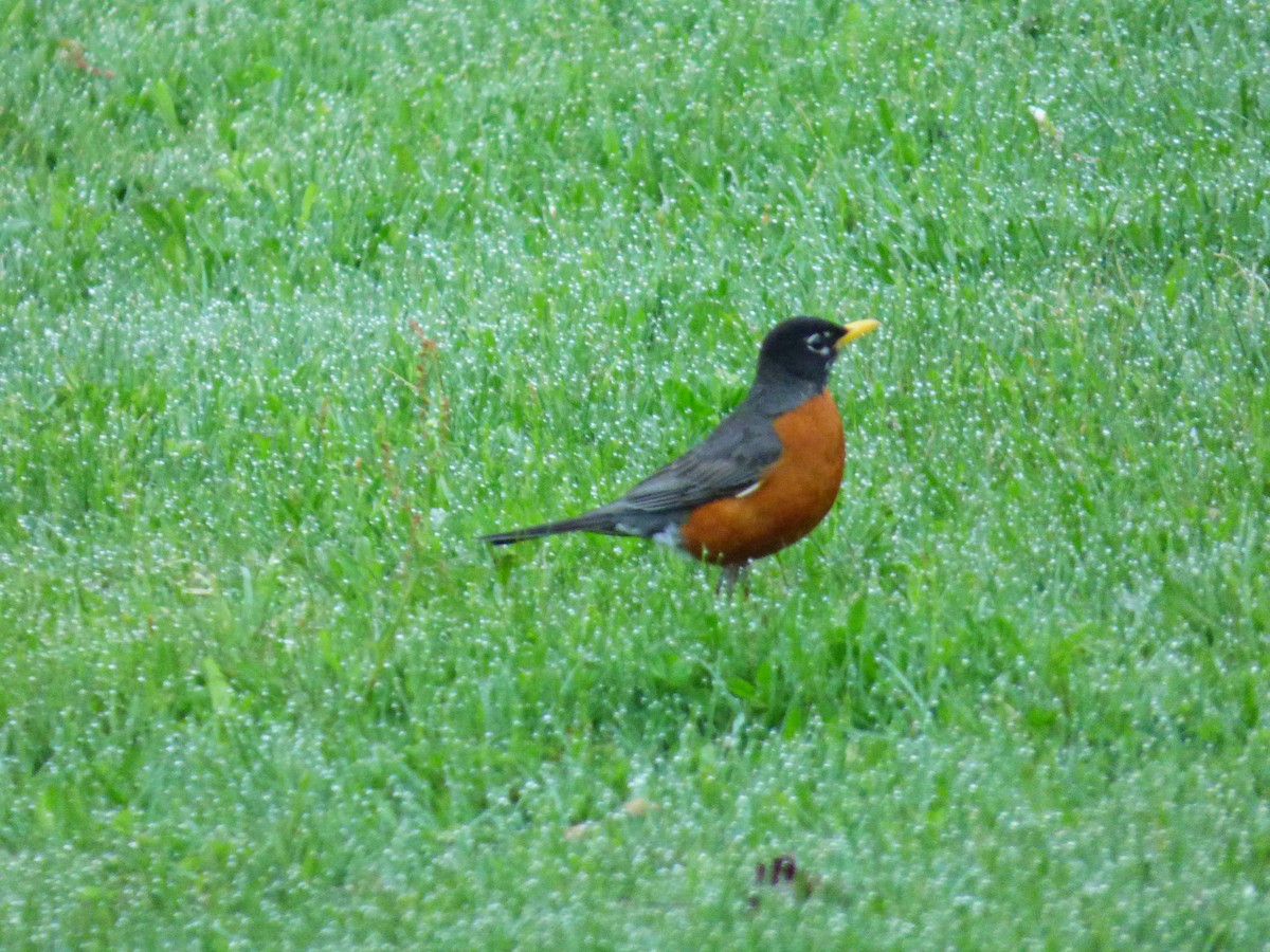 American Robin - ML619281922