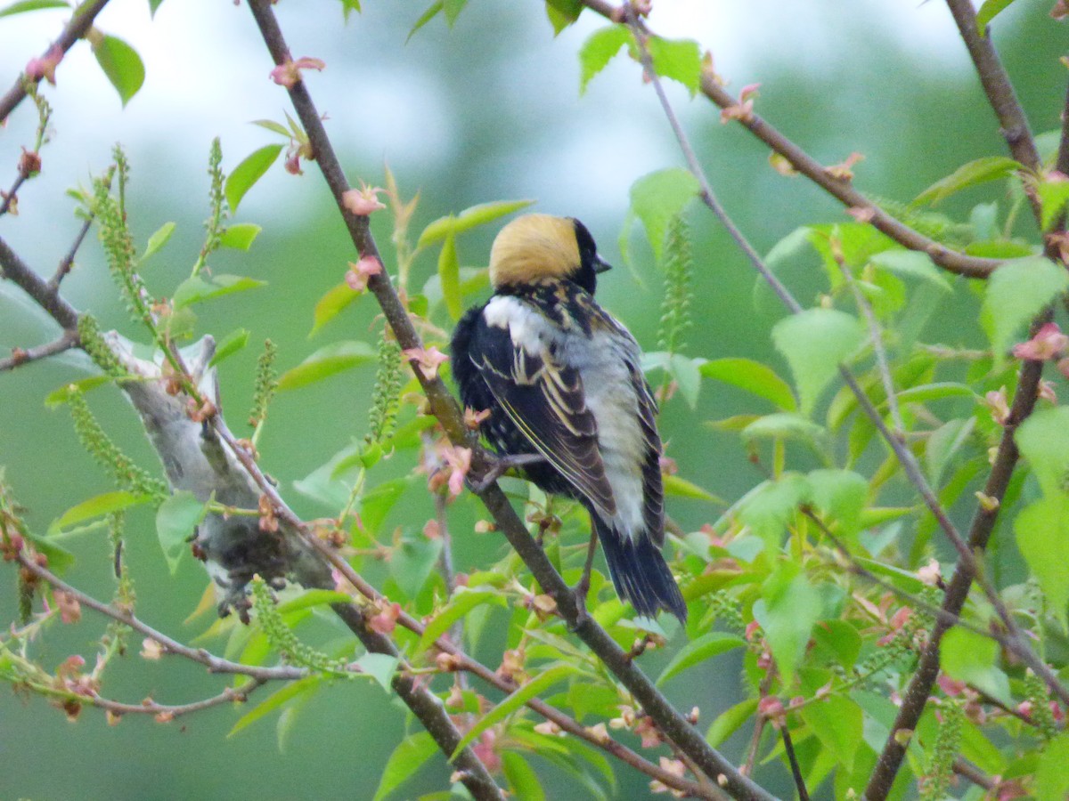 bobolink americký - ML619281933