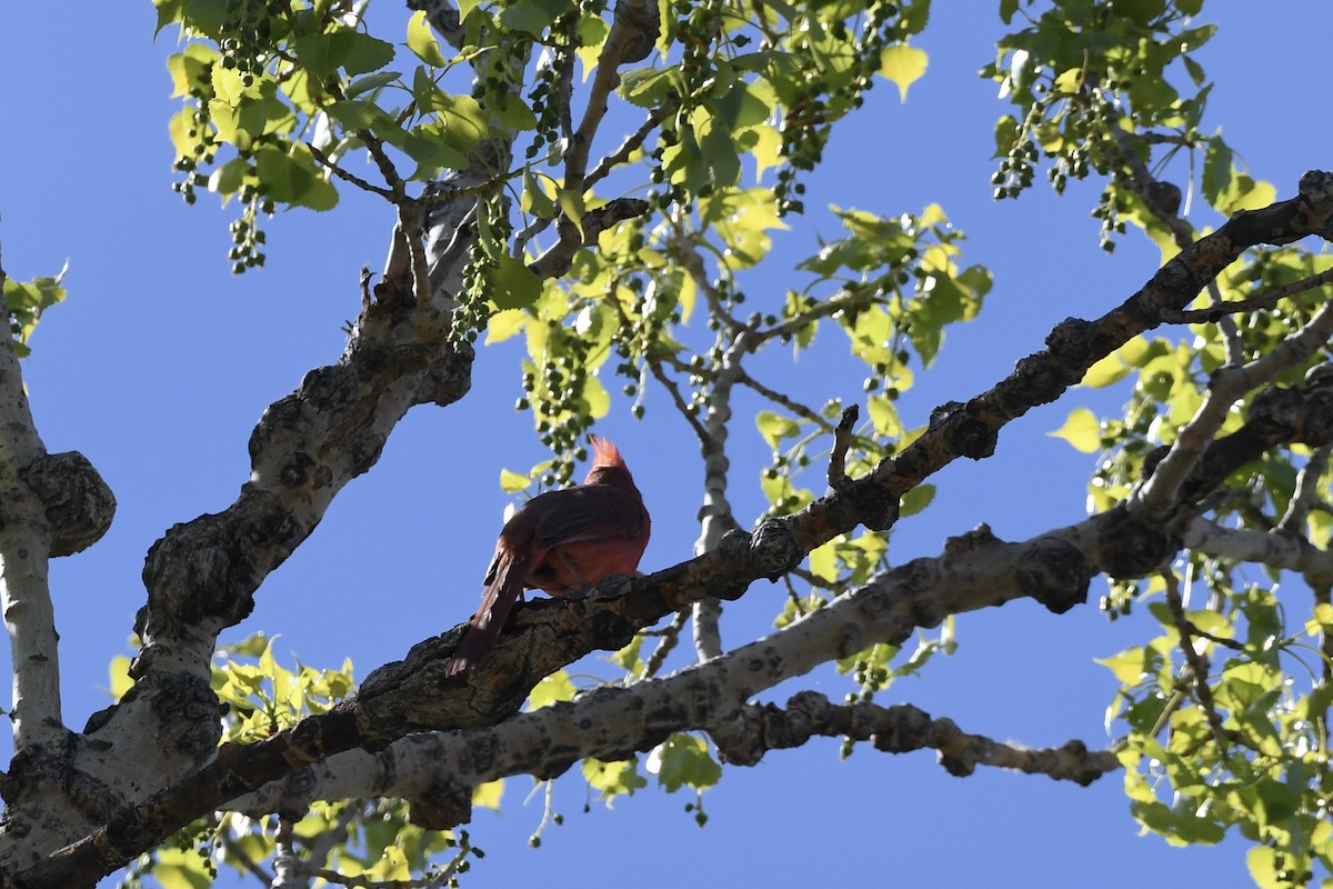 Northern Cardinal - Donald Jones