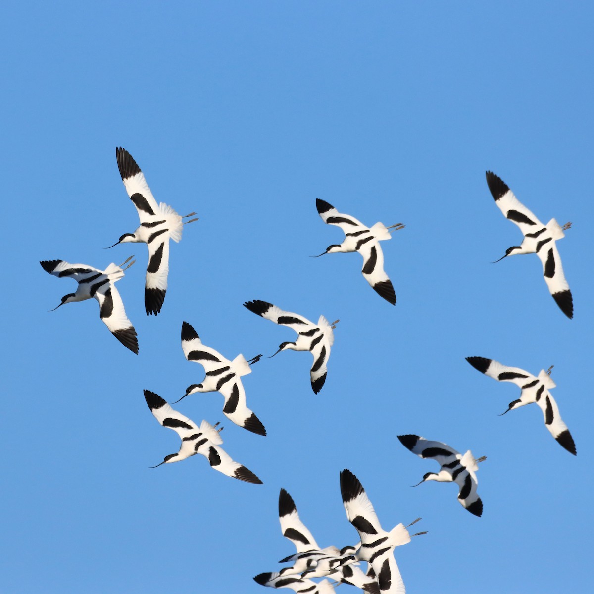 Pied Avocet - Rego Ostonen