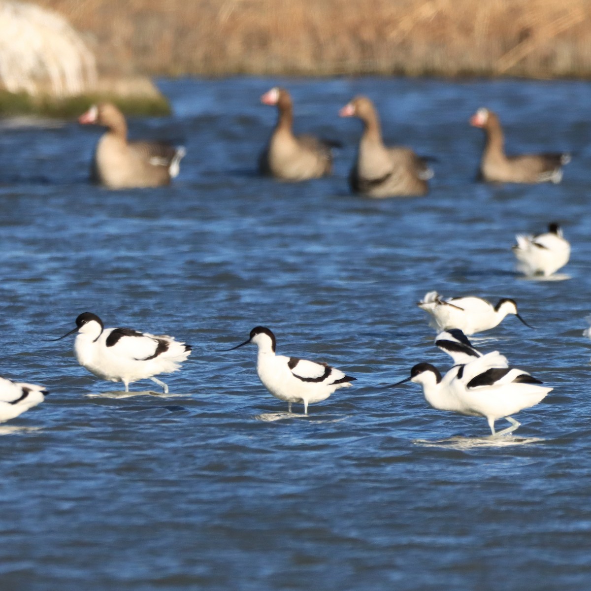 Pied Avocet - Rego Ostonen