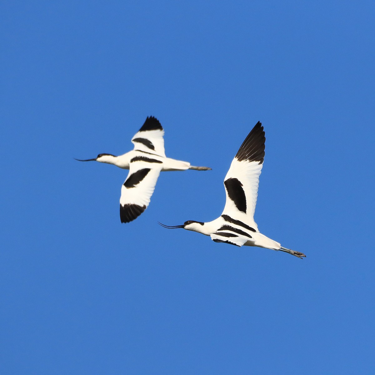 Pied Avocet - Rego Ostonen