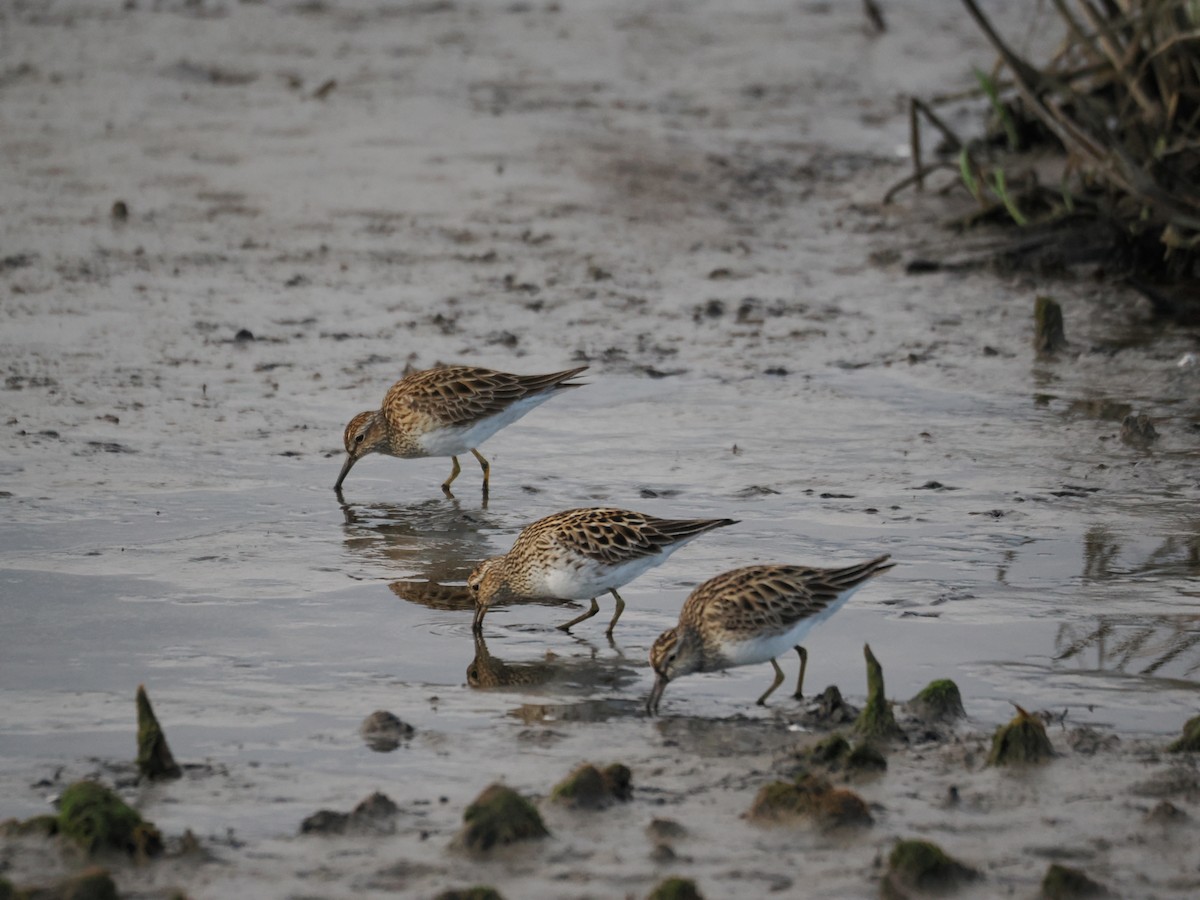 Pectoral Sandpiper - Roger Hoffman