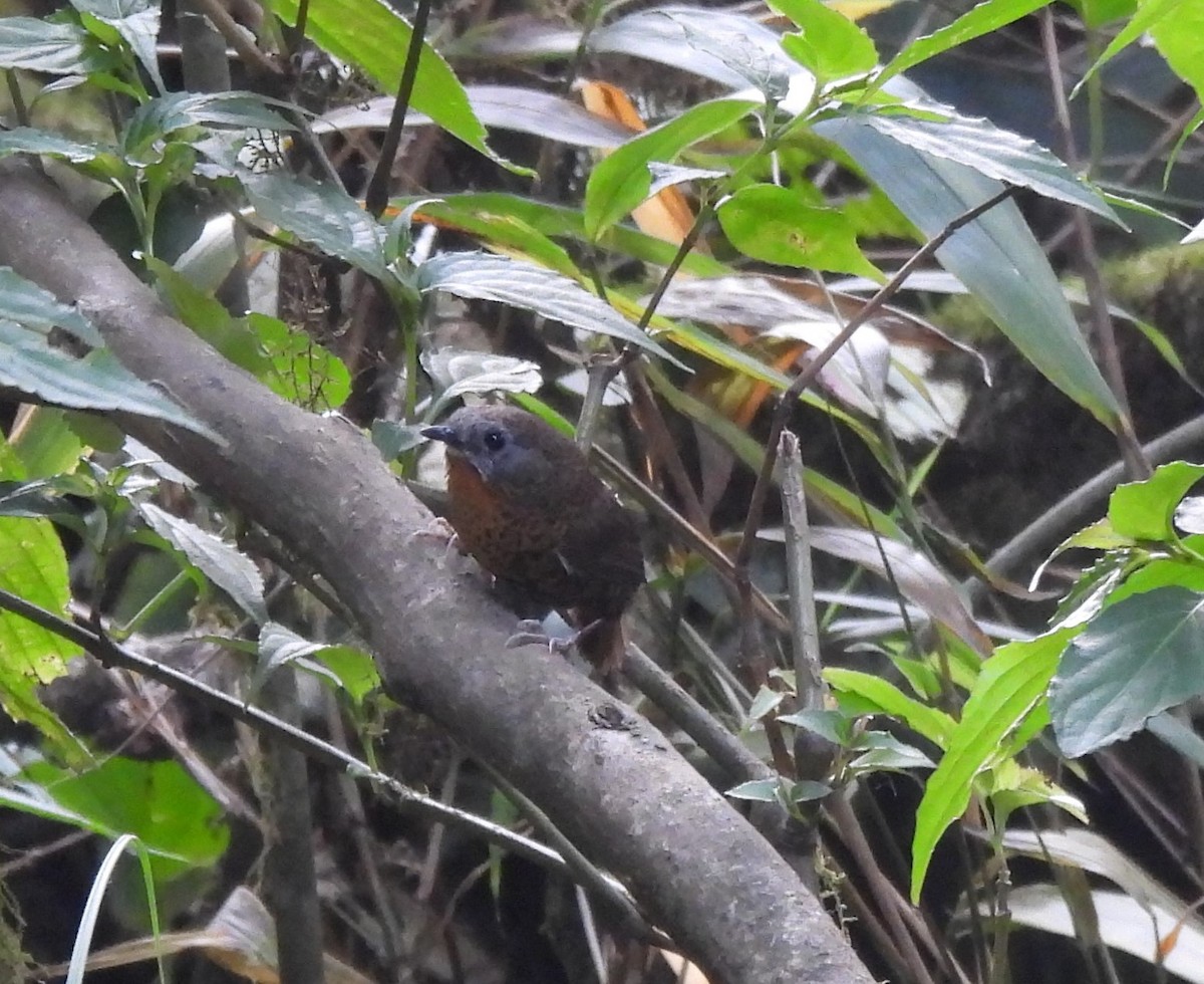 Rufous-throated Wren-Babbler - Muralidharan S