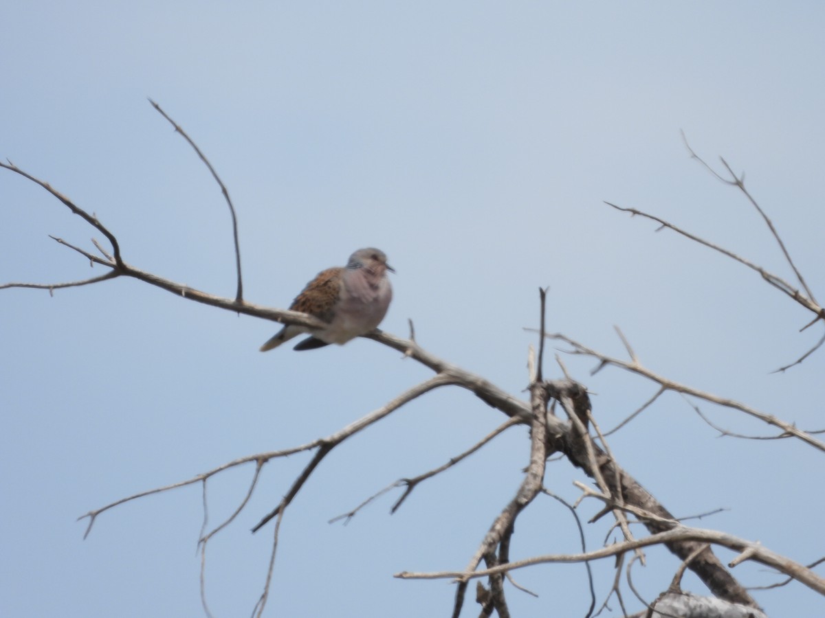 European Turtle-Dove - ML619281962