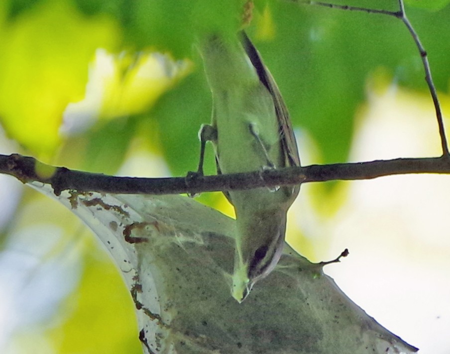 Red-eyed Vireo - Bill Winkler