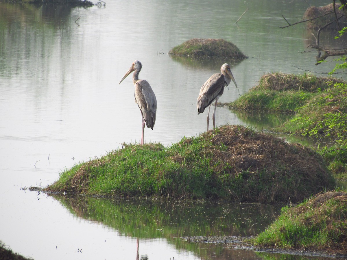 Painted Stork - Ángel Dolón