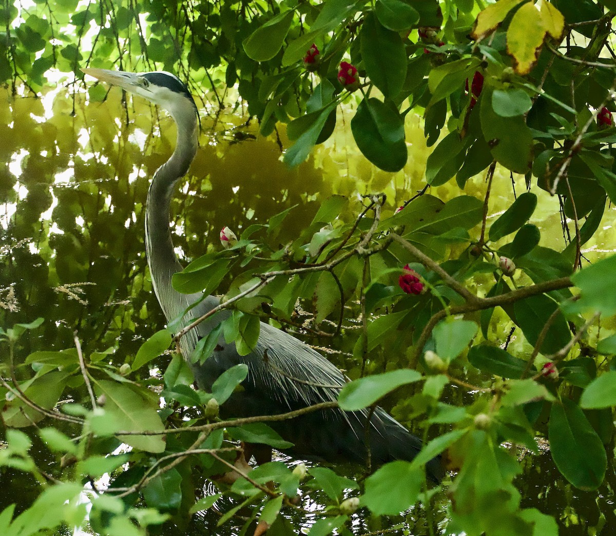 Great Blue Heron - ML619282002