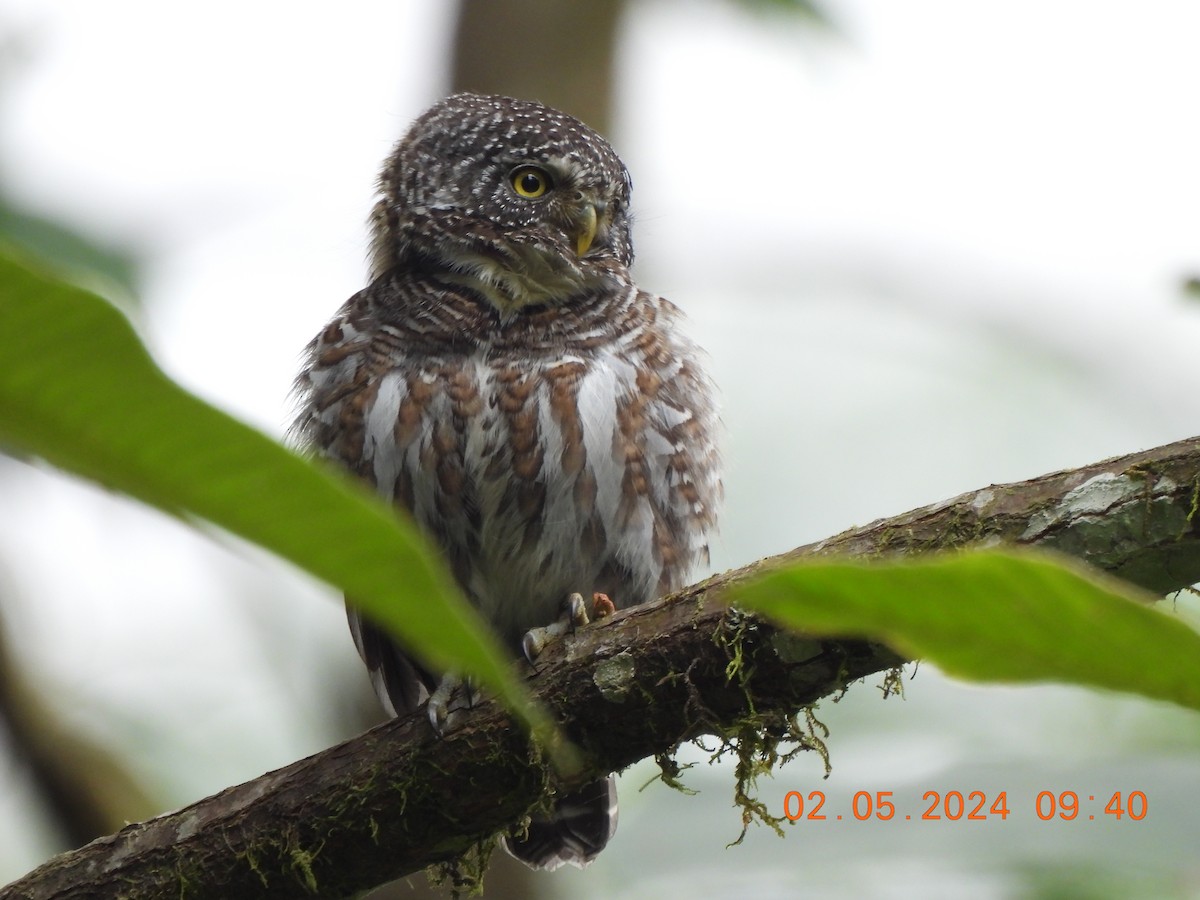 Collared Owlet - Muralidharan S