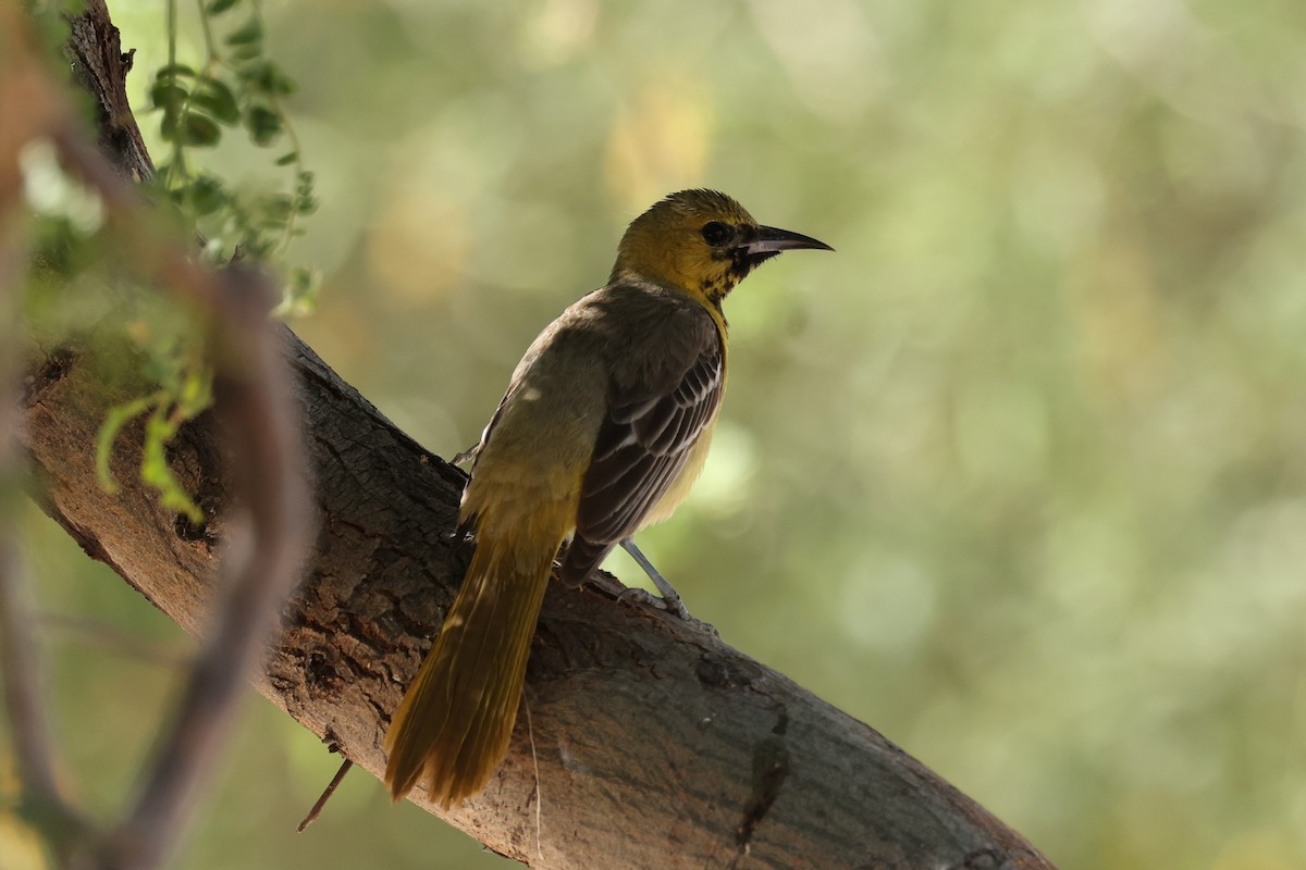 Hooded Oriole - Ian Thompson