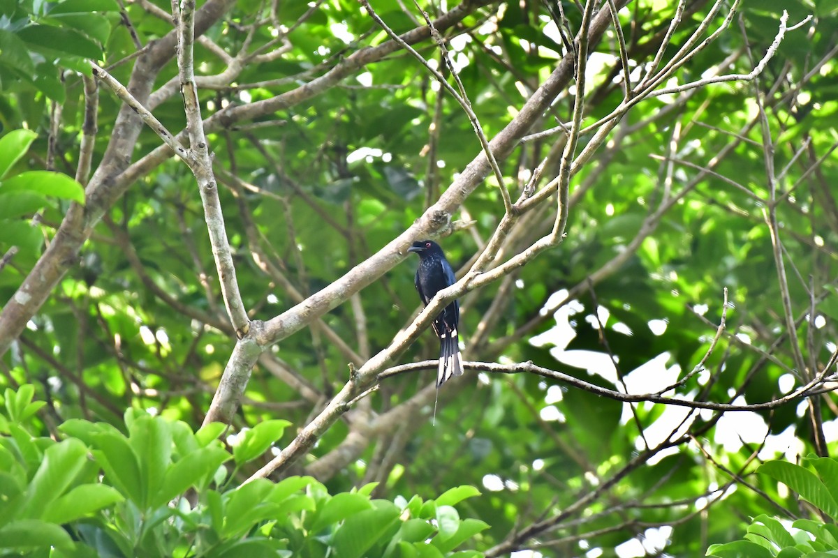 Greater Racket-tailed Drongo - Haritharan Suppaiah