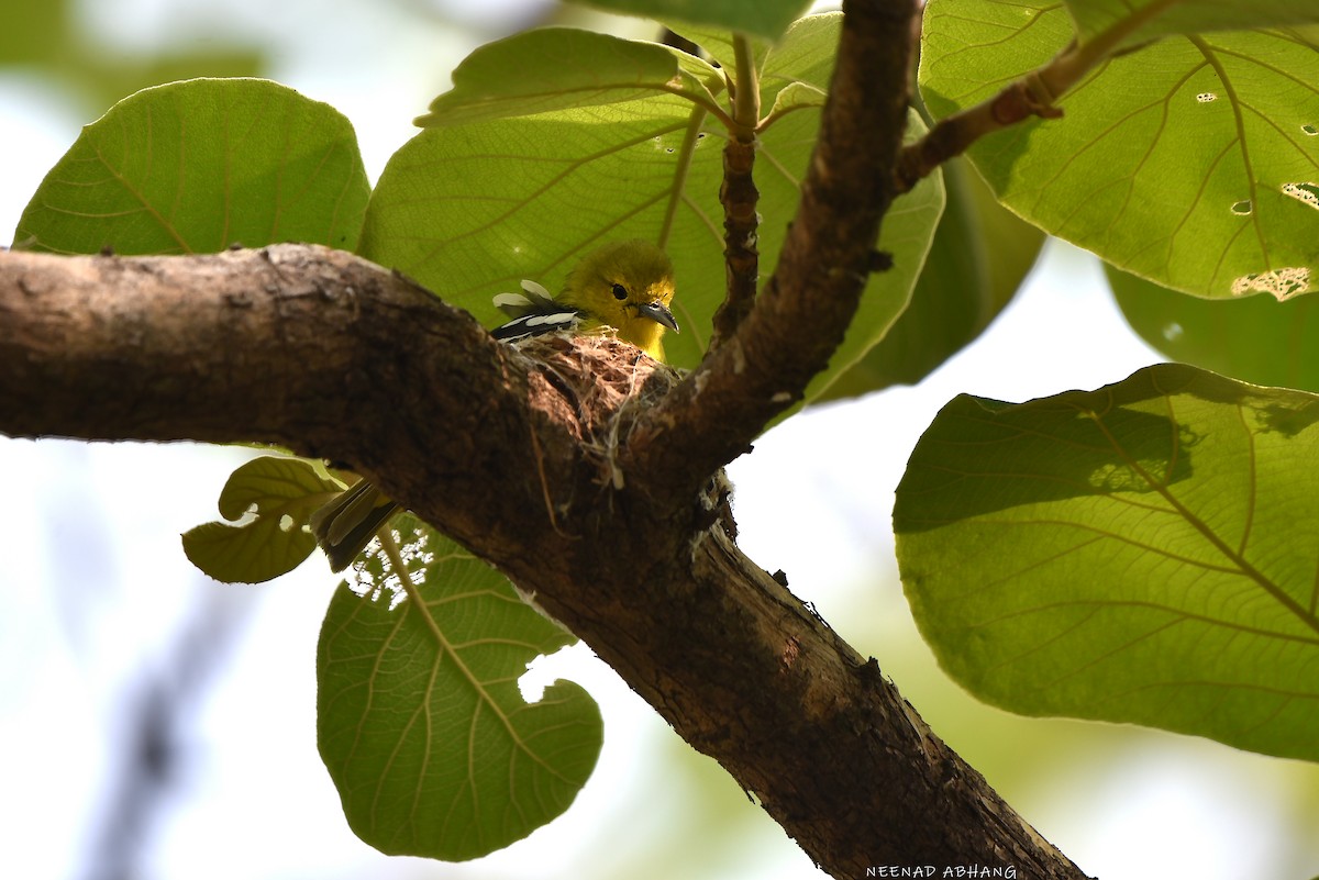 Common Iora - Neenad Abhang