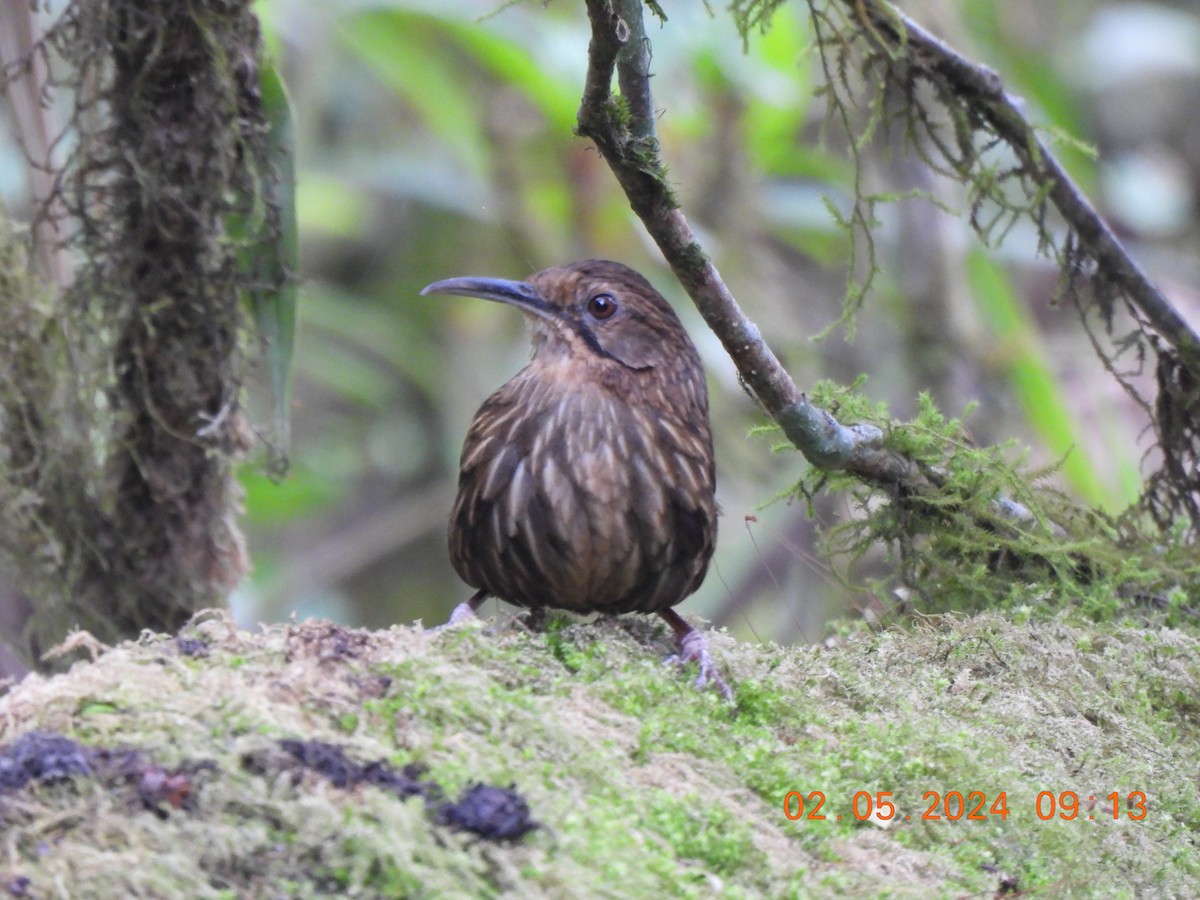 Long-billed Wren-Babbler - ML619282034