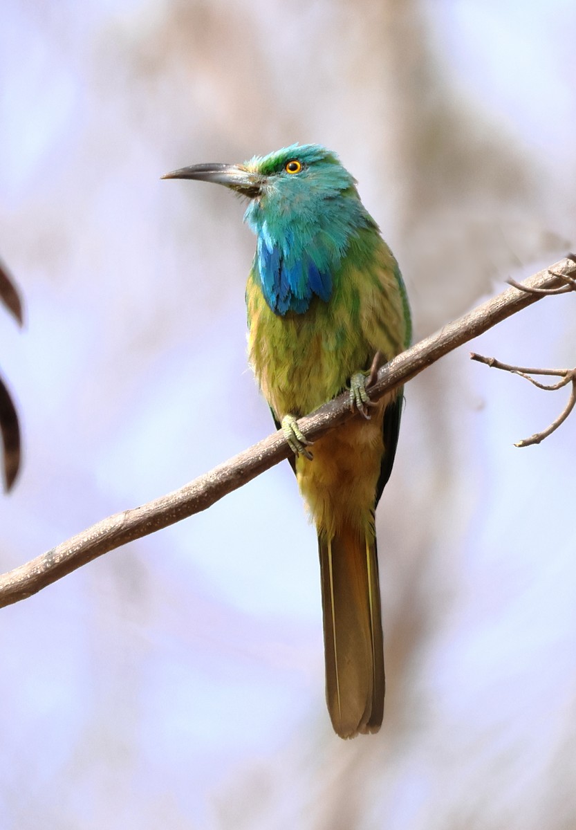 Blue-bearded Bee-eater - Shashidhar Joshi