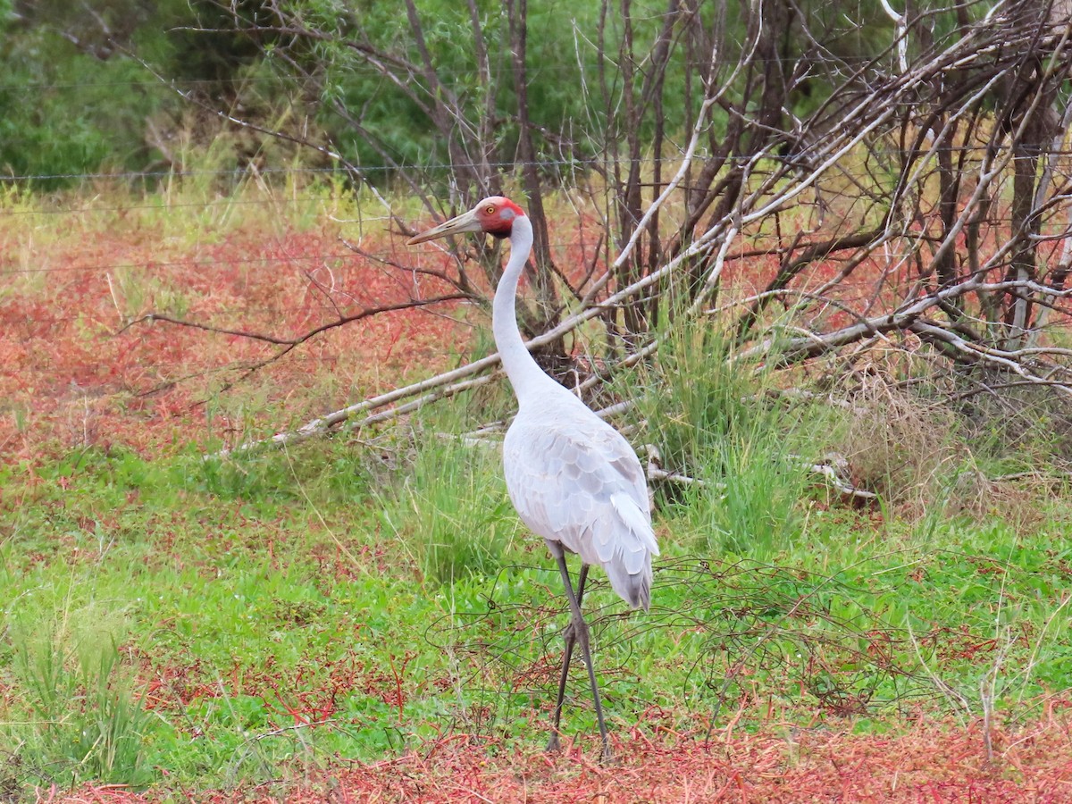 Brolga - Chunhong LIU