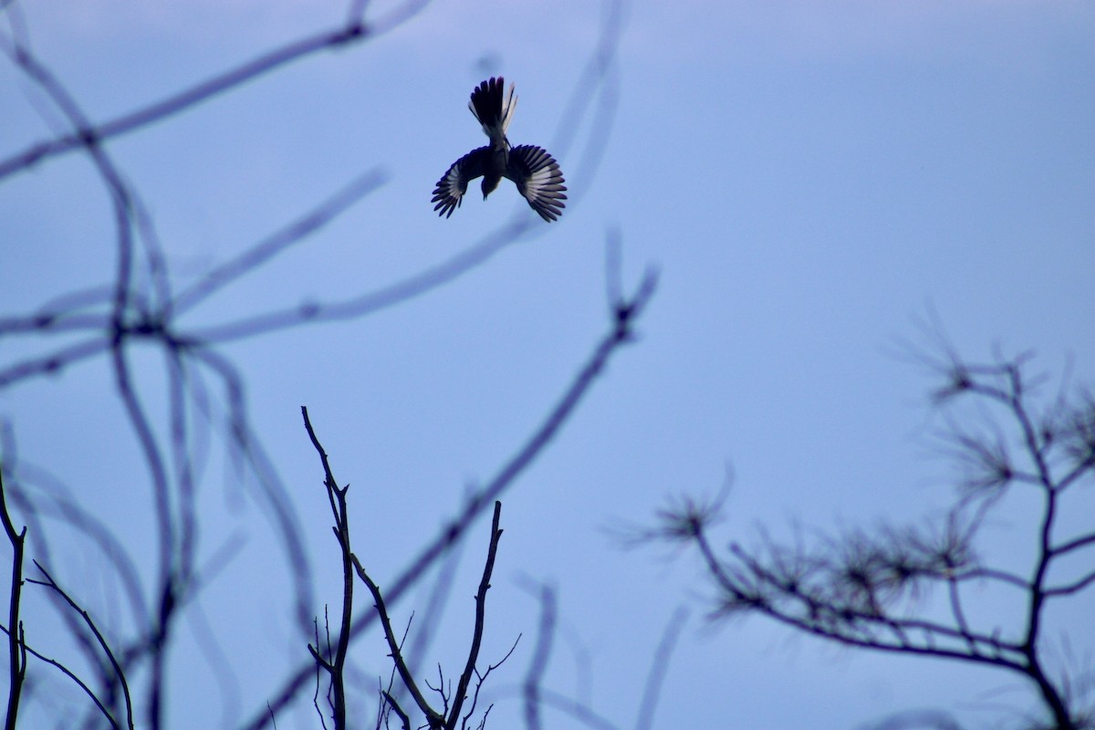 Northern Mockingbird - DAndra Padilla