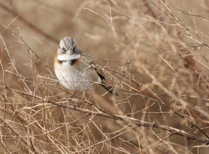 Rufous-collared Sparrow (Patagonian) - Mario Casadei