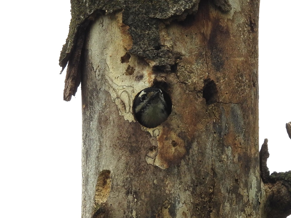 Downy Woodpecker - Patricia and Richard Williams