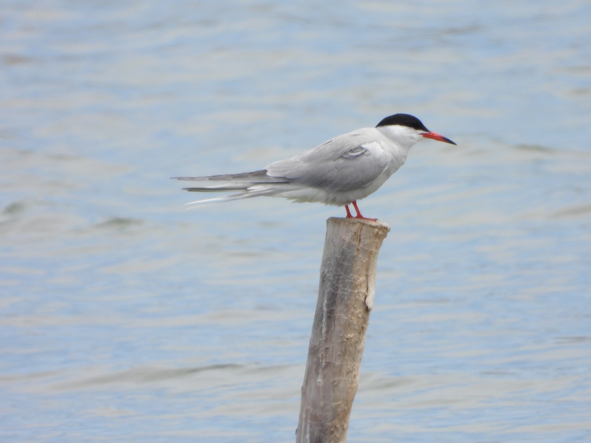 Common Tern - Heather Oxley