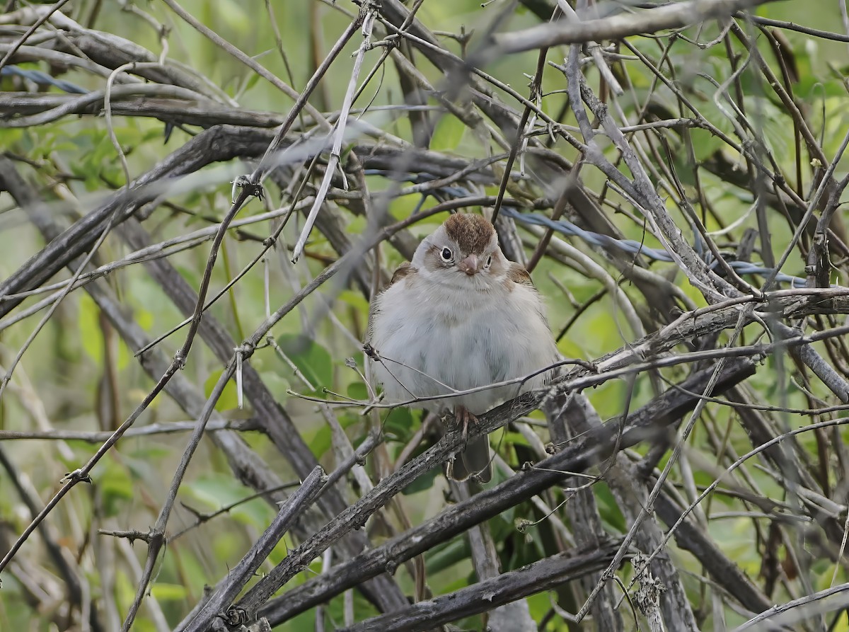 Field Sparrow - Jeffery Sole