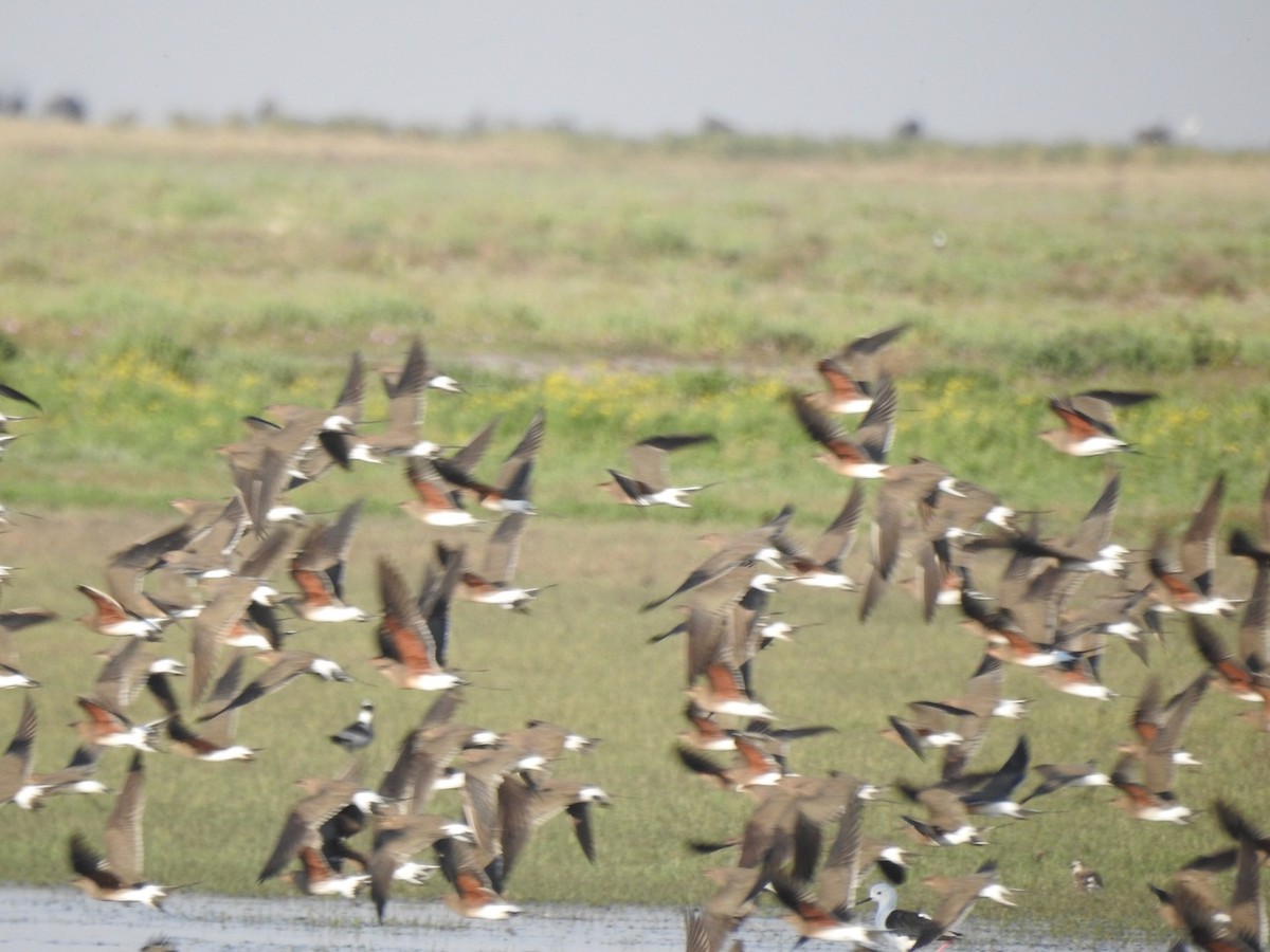 Collared Pratincole - Alastair Newton