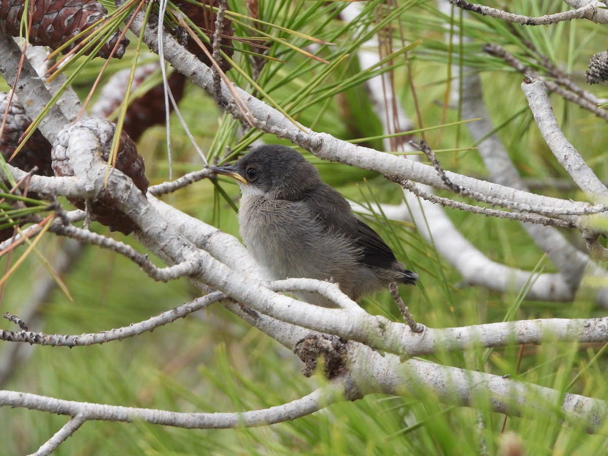 Sardinian Warbler - ML619282062