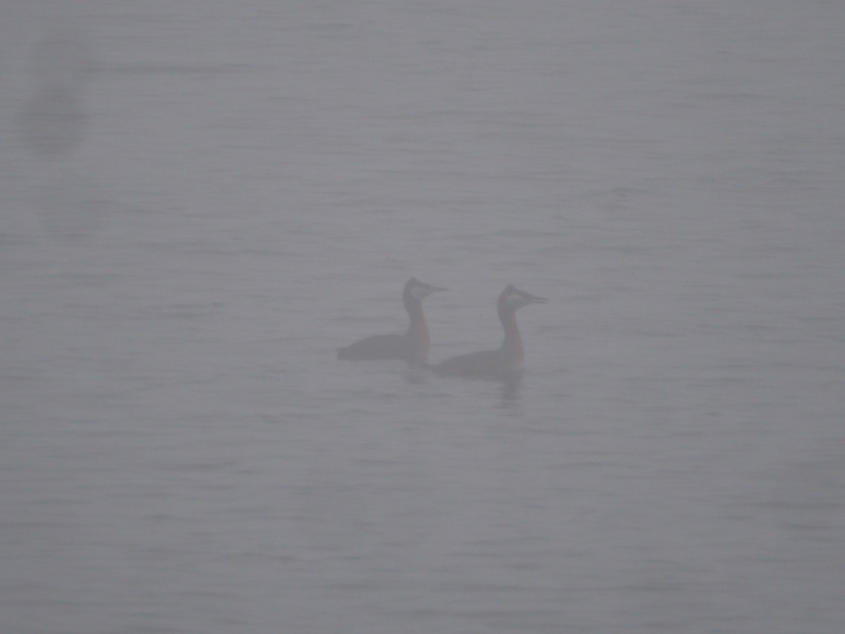 Red-necked Grebe - ML619282070