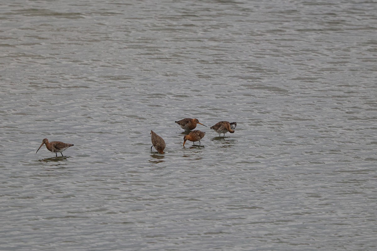 Black-tailed Godwit - Shin Mun Cheol