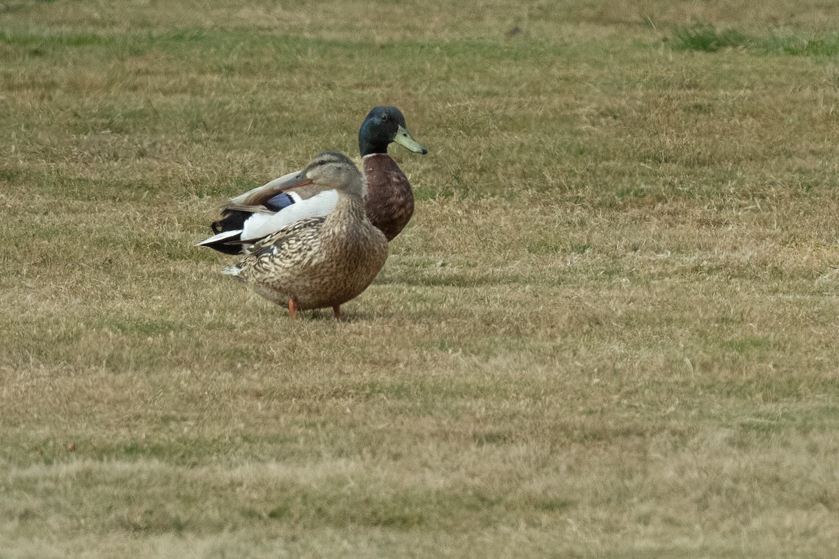 Mallard - Michael Kalichman