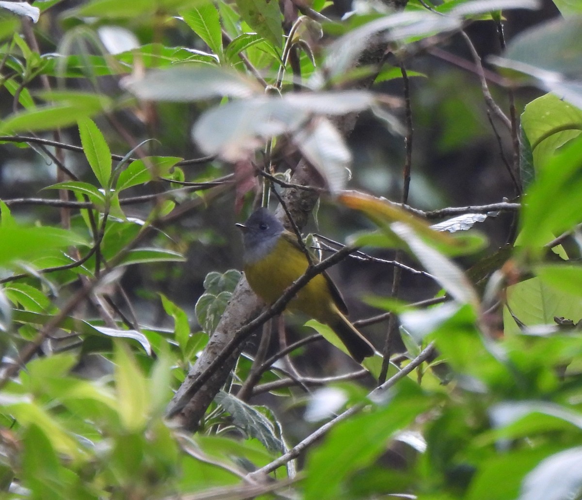 Gray-headed Canary-Flycatcher - Muralidharan S