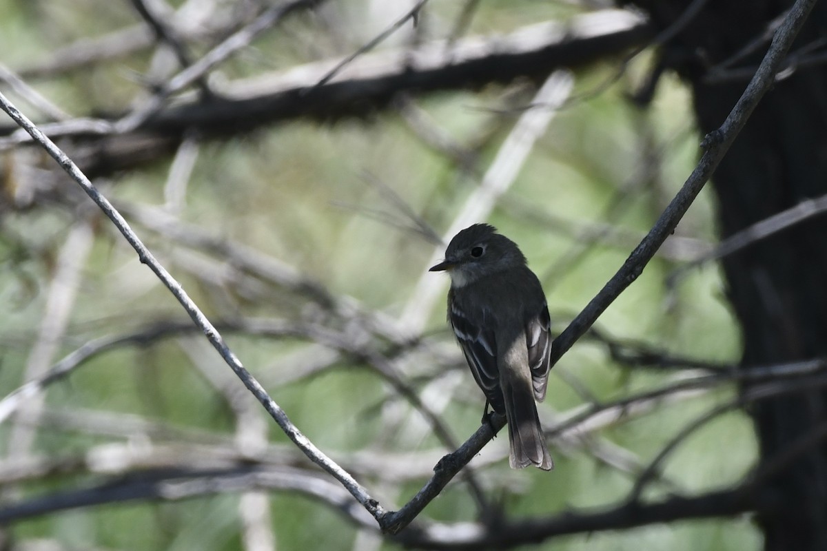 Dusky Flycatcher - Donald Jones