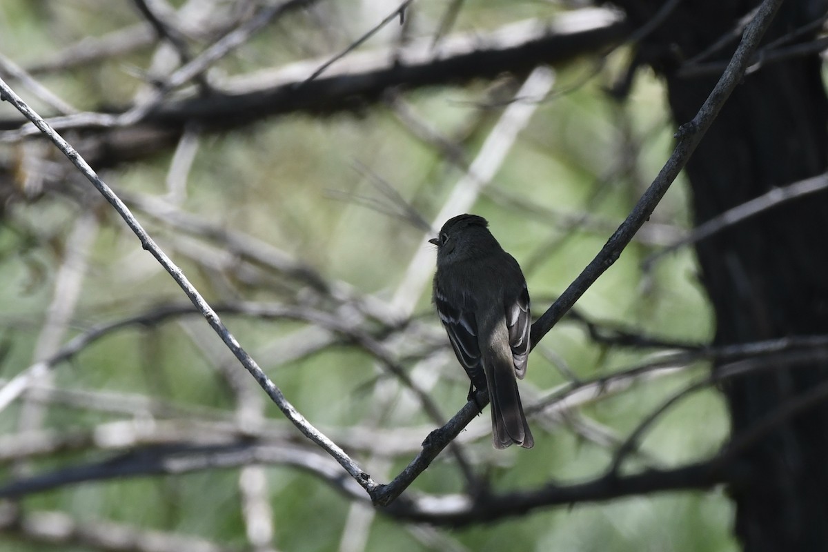 Dusky Flycatcher - Donald Jones