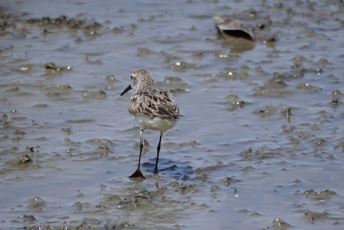 Western Sandpiper - Brenda Sánchez