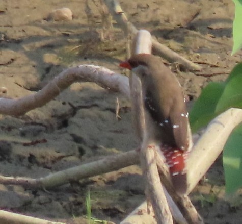 Red Avadavat - Chitra Ingole