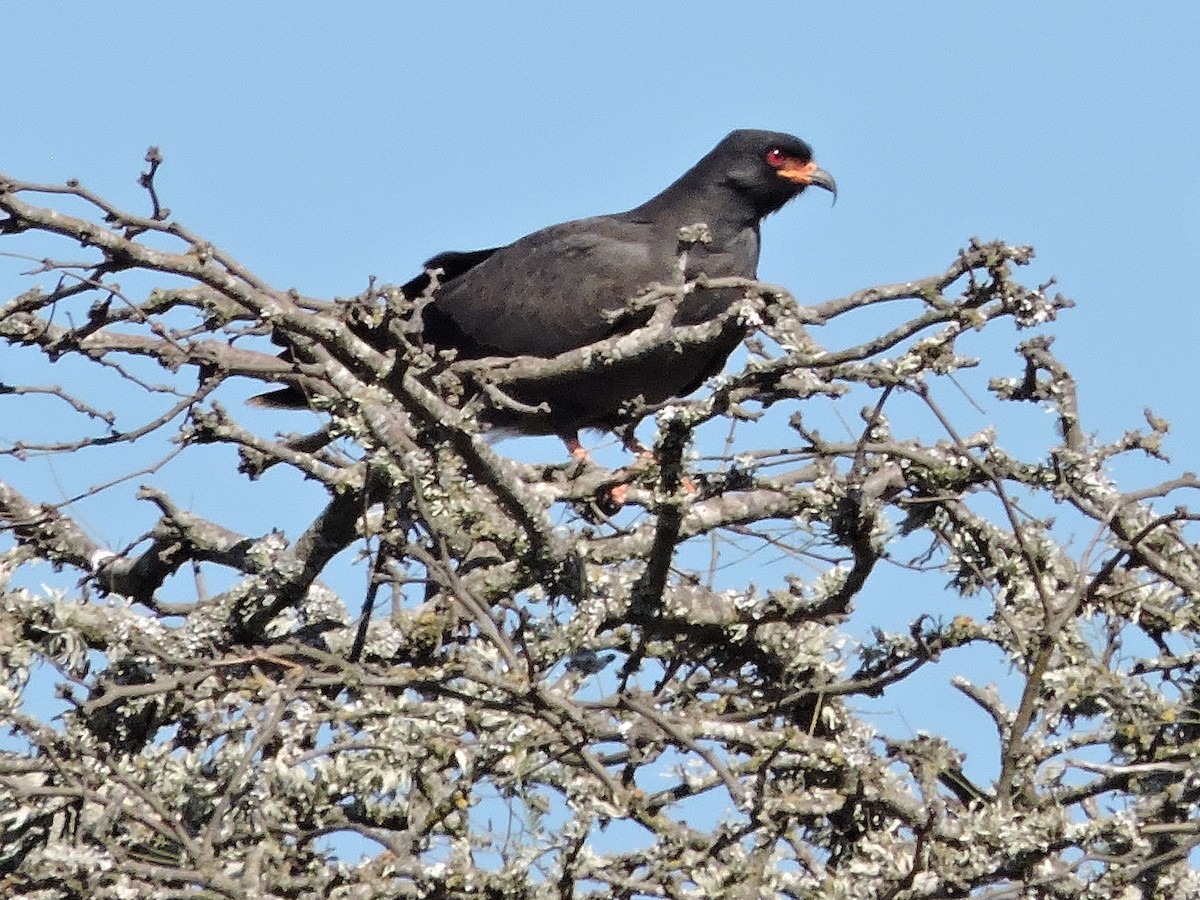 Snail Kite - Más Aves