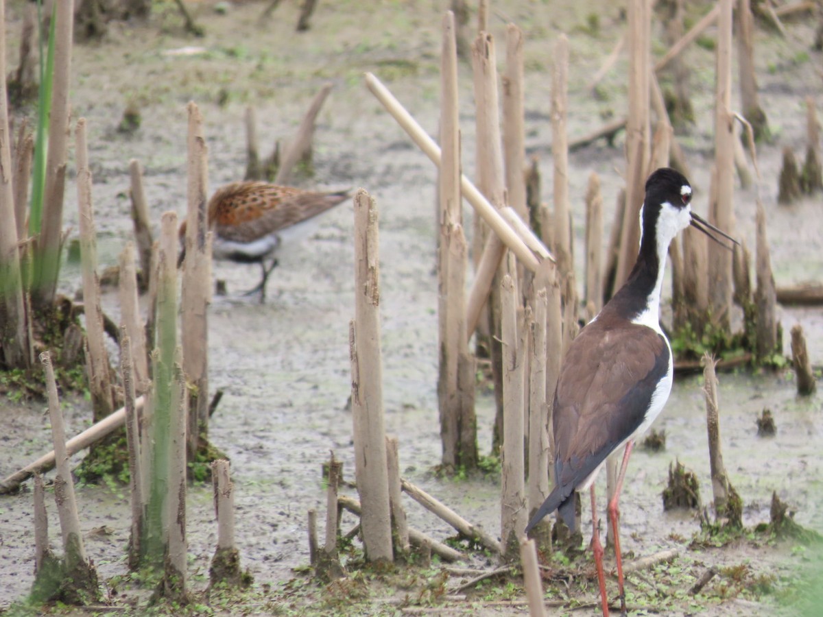 Black-necked Stilt - Juliet Berger