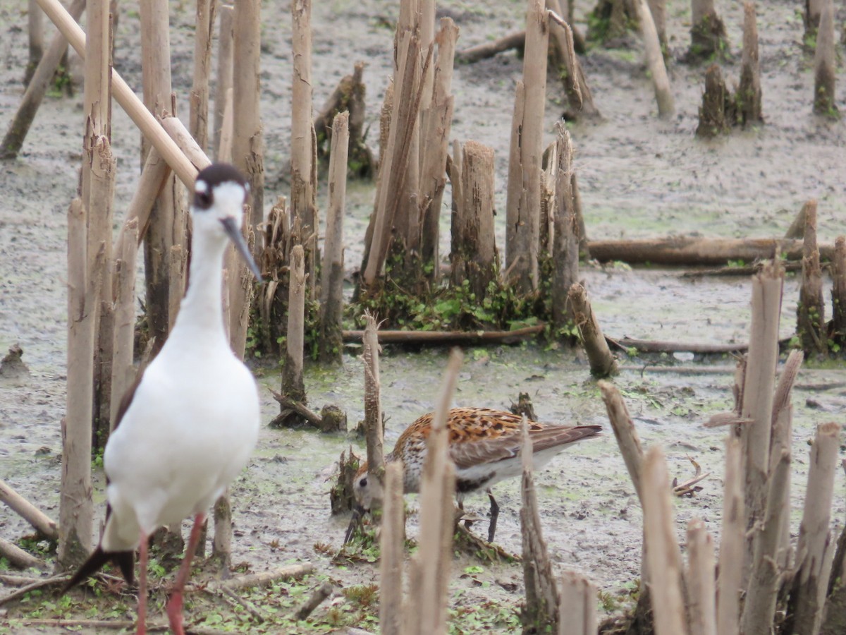 Black-necked Stilt - Juliet Berger