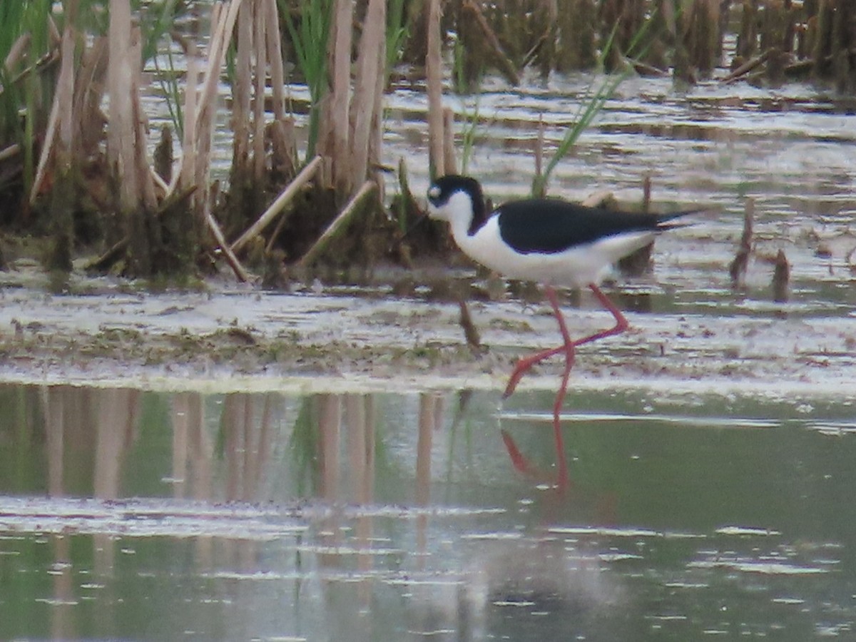 Black-necked Stilt - Juliet Berger