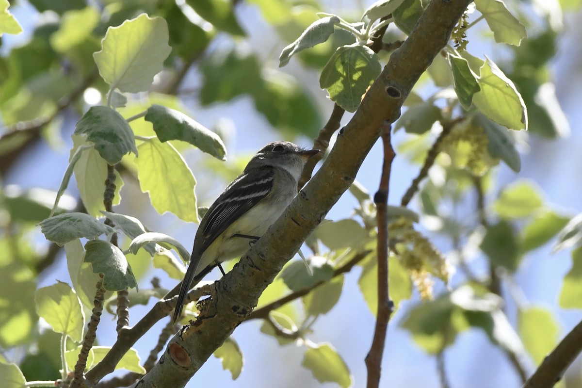 Least Flycatcher - ML619282161