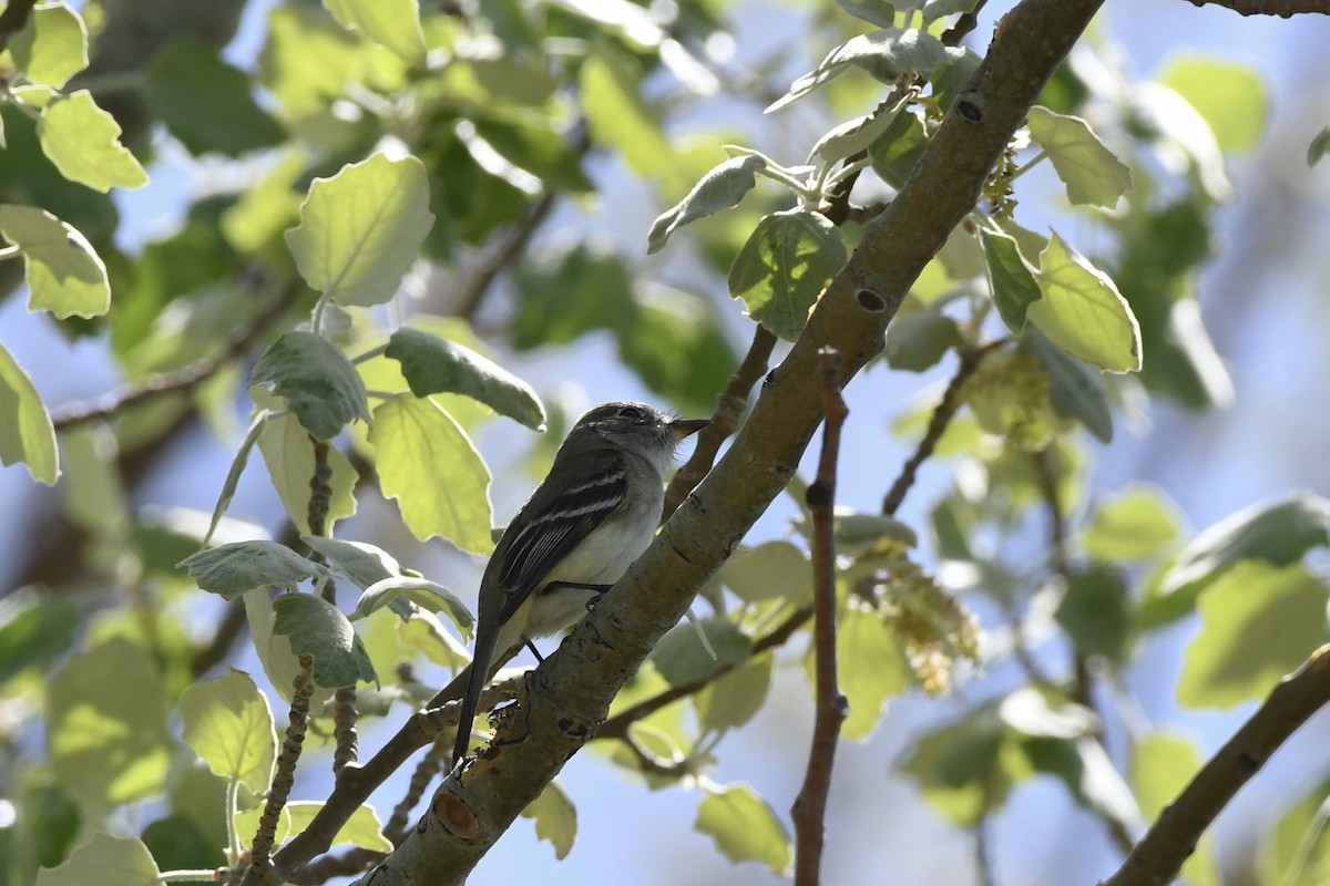 Least Flycatcher - ML619282162