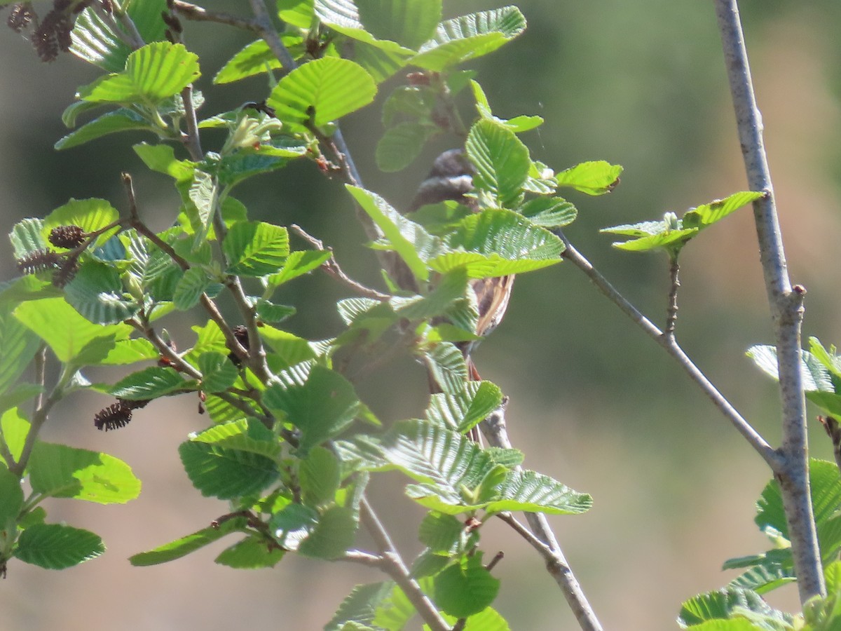 Reed Bunting - Thomas Brooks