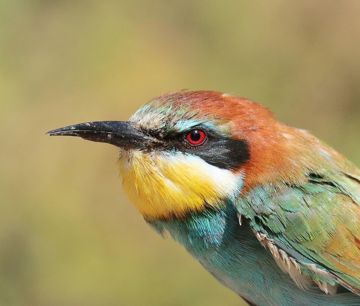 European Bee-eater - ML619282170