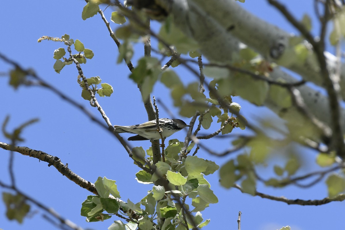 Blackpoll Warbler - Donald Jones