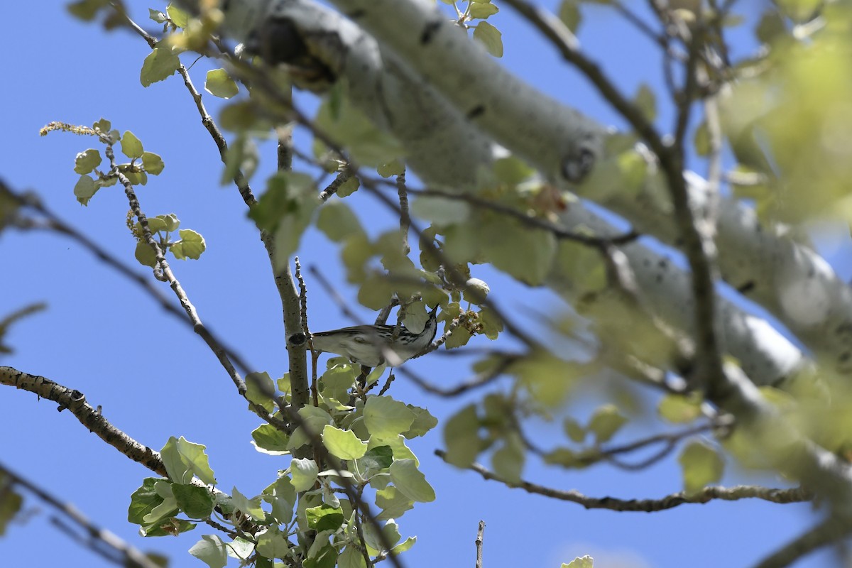 Blackpoll Warbler - Donald Jones