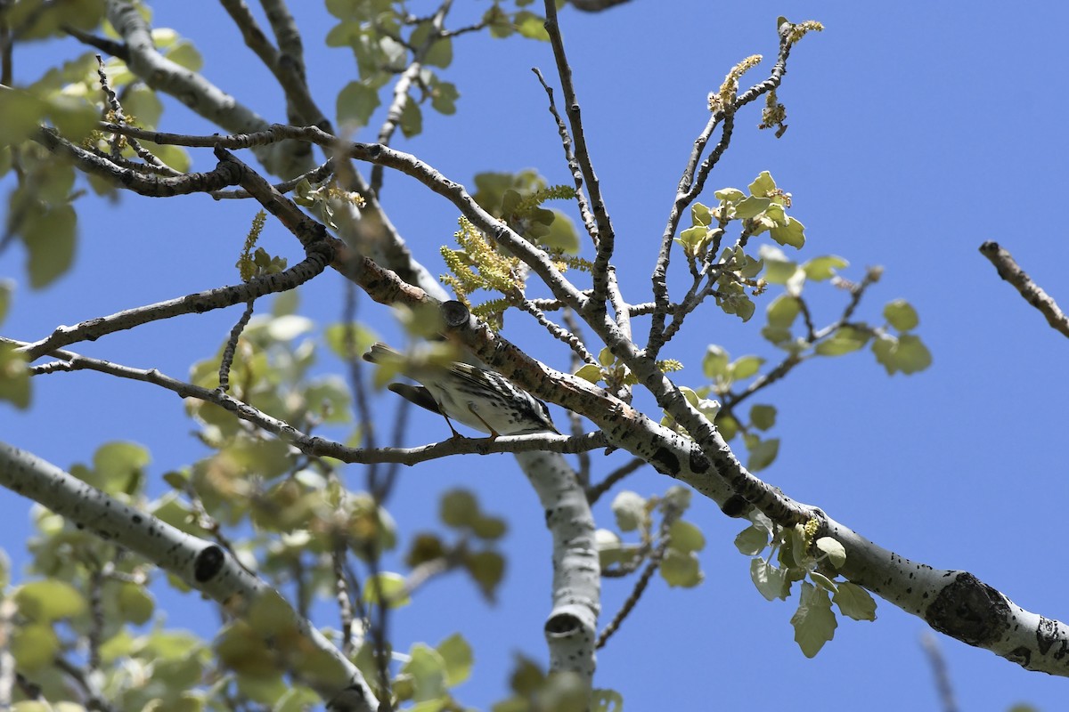 Blackpoll Warbler - Donald Jones