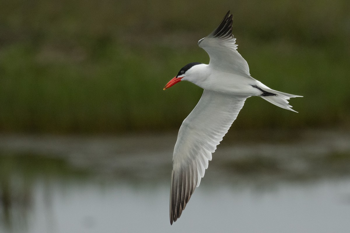 Caspian Tern - Michael Kalichman