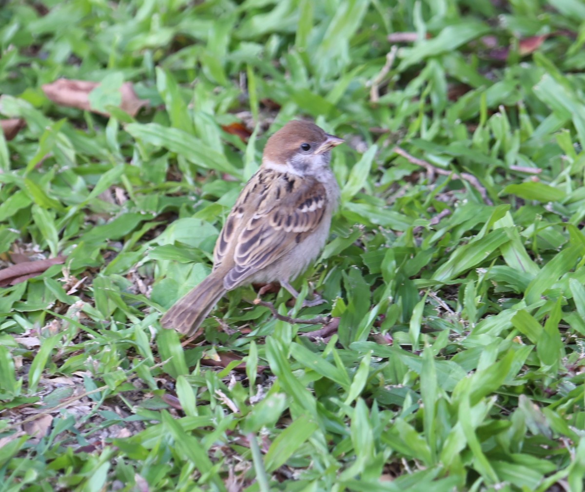 Eurasian Tree Sparrow - Chengheng Hu