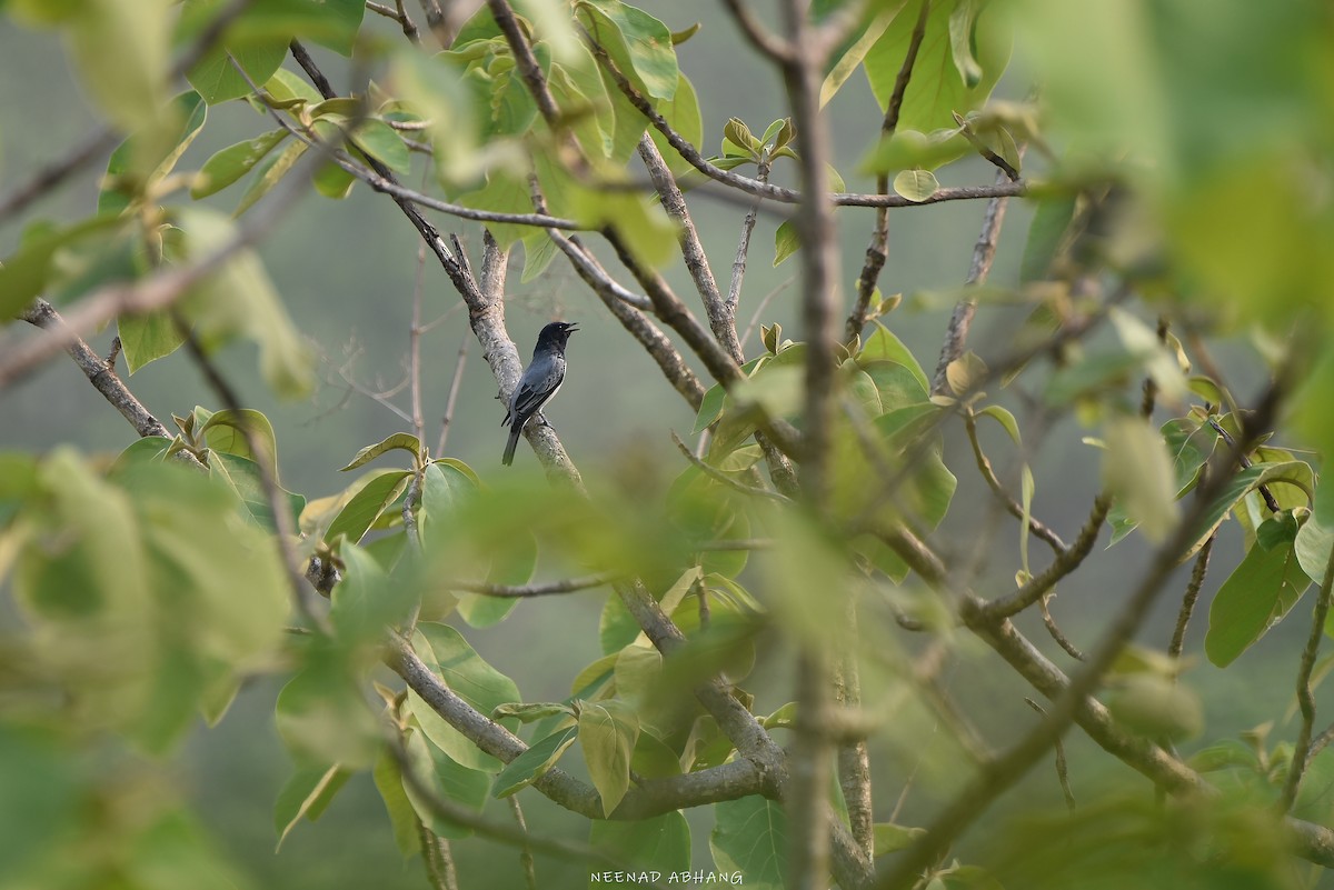 Black-headed Cuckooshrike - Neenad Abhang