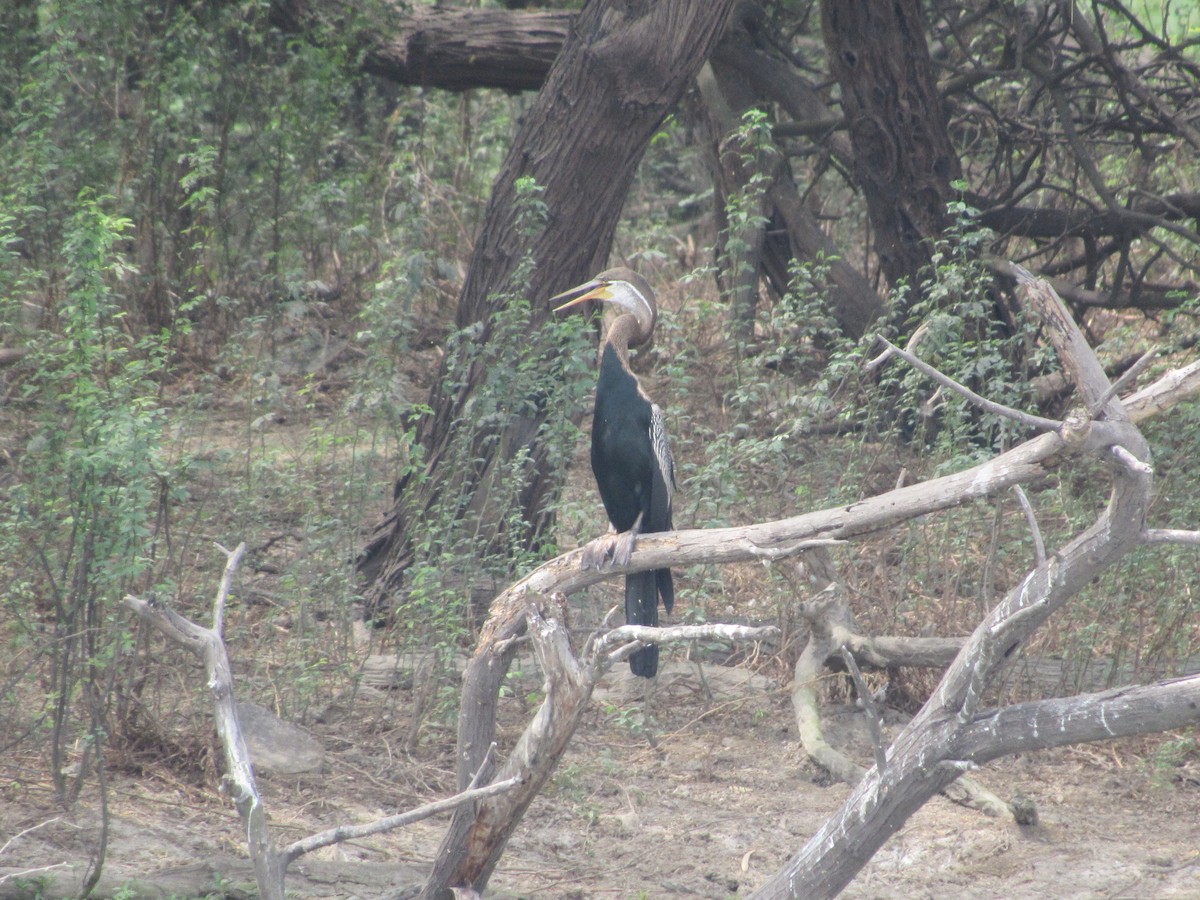 Oriental Darter - Ángel Dolón